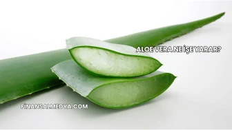 Aloe Vera Ne İşe Yarar?