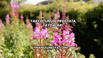 Yakı Otunun Prostata Faydaları