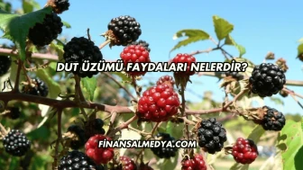 Dut Üzümü Faydaları Nelerdir?