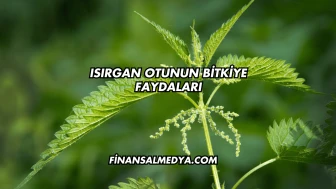 Isırgan Otunun Bitkiye Faydaları