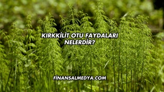 Kırkkilit Otu Faydaları Nelerdir?