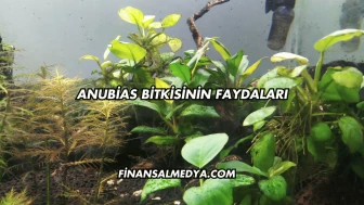 Anubias Bitkisinin Faydaları