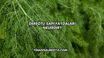 Dereotu Sapı Faydaları Nelerdir?