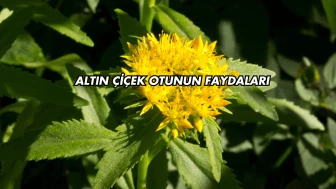 Altın Çiçek Otunun Faydaları