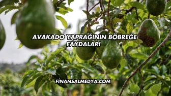 Avakado Yaprağının Böbreğe Faydaları