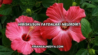Hibiskusun Faydaları Nelerdir?