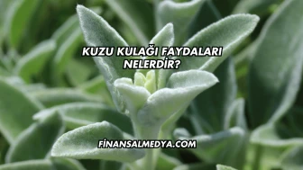 Kuzu Kulağı Faydaları Nelerdir?