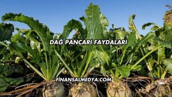 Dağ Pancarı Faydaları
