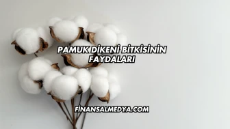 Pamuk Dikeni Bitkisinin Faydaları