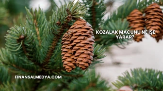 Kozalak Macunu Ne İşe Yarar?