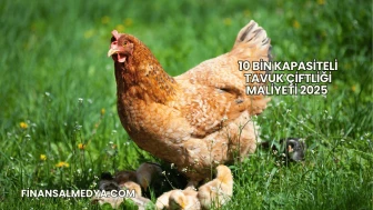 10 Bin Kapasiteli Tavuk Çiftliği Maliyeti 2025