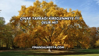 Çınar Yaprağı Kireçlenmeye İyi Gelir mi?
