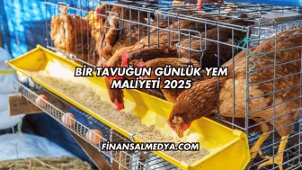 Bir Tavuğun Günlük Yem Maliyeti 2025