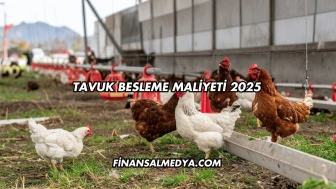 Tavuk Besleme Maliyeti 2025