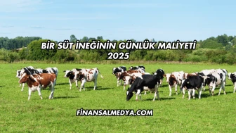 Bir Süt İneğinin Günlük Maliyeti 2025