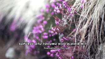 Süpürge Otu Tohumu Kilo Aldırır mı?