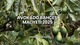Avokado Bahçesi Maliyeti 2025