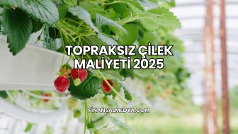 Topraksız Çilek Maliyeti 2025