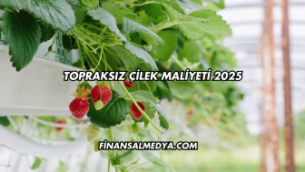 Topraksız Çilek Maliyeti 2025
