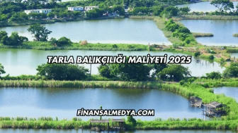 Tarla Balıkçılığı Maliyeti 2025