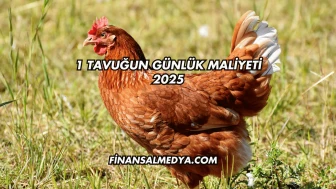 1 Tavuğun Günlük Maliyeti 2025