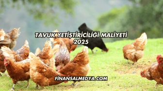 Tavuk Yetiştiriciliği Maliyeti 2025
