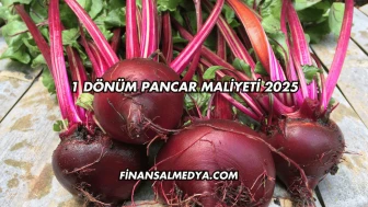 1 Dönüm Pancar Maliyeti 2025