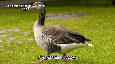 Kaz Entegre Tesisi Maliyeti 2025