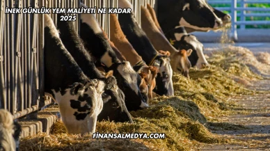 İnek Günlük Yem Maliyeti Ne Kadar 2025