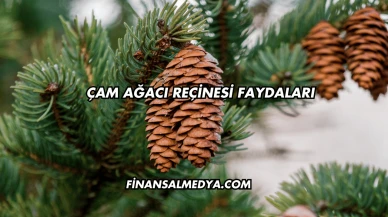 Çam Ağacı Reçinesi Faydaları