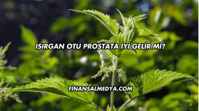 Isırgan Otu Prostata İyi Gelir mi?