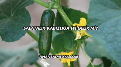 Salatalık Kabızlığa İyi Gelir mi?