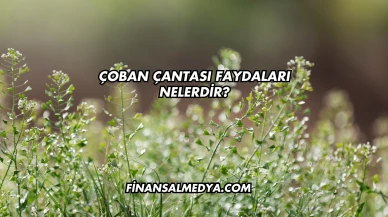 Çoban Çantası Faydaları Nelerdir?