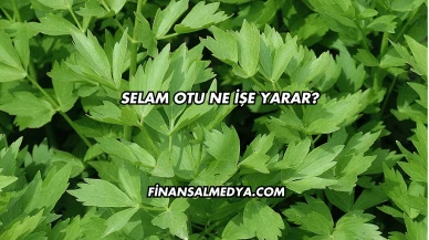 Selam Otu Ne İşe Yarar?