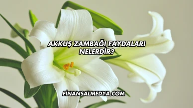 Akkuş Zambağı Faydaları Nelerdir?