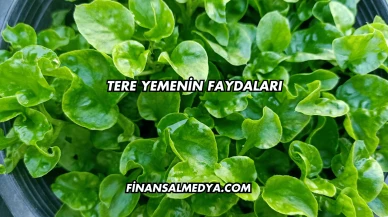 Tere Yemenin Faydaları