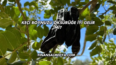 Keçi Boynuzu Öksürüğe İyi Gelir mi?