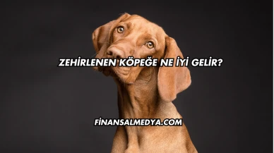 Zehirlenen Köpeğe Ne İyi Gelir?