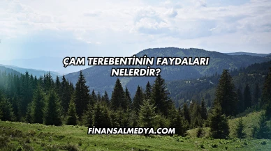 Çam Terebentinin Faydaları Nelerdir?
