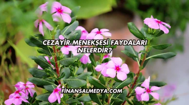 Cezayir Menekşesi Faydaları Nelerdir?