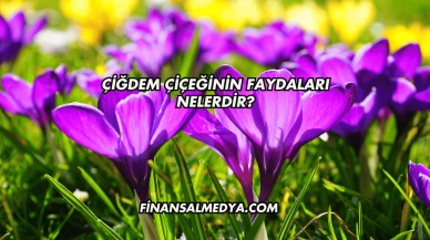 Çiğdem Çiçeğinin Faydaları Nelerdir?