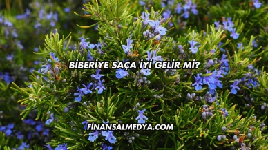 Biberiye Saça İyi Gelir mi?