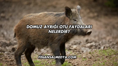 Domuz Ayrığı Otu Faydaları Nelerdir?