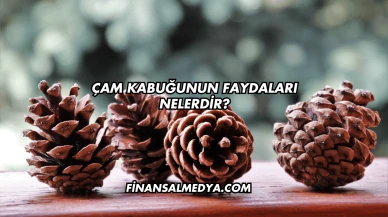 Çam Kabuğunun Faydaları Nelerdir?