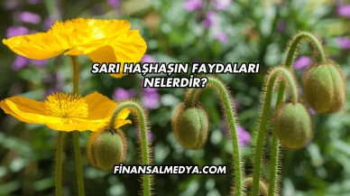 Sarı Haşhaşın Faydaları Nelerdir?