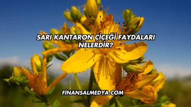Sarı Kantaron Çiçeği Faydaları Nelerdir?
