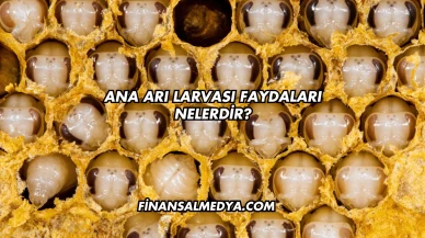 Ana Arı Larvası Faydaları Nelerdir?