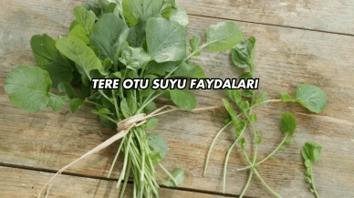 Tere Otu Suyu Faydaları