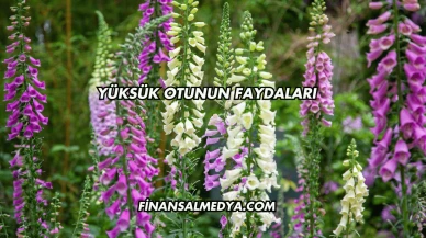 Yüksük Otunun Faydaları