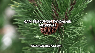 Çam Burcunun Faydaları Nelerdir?